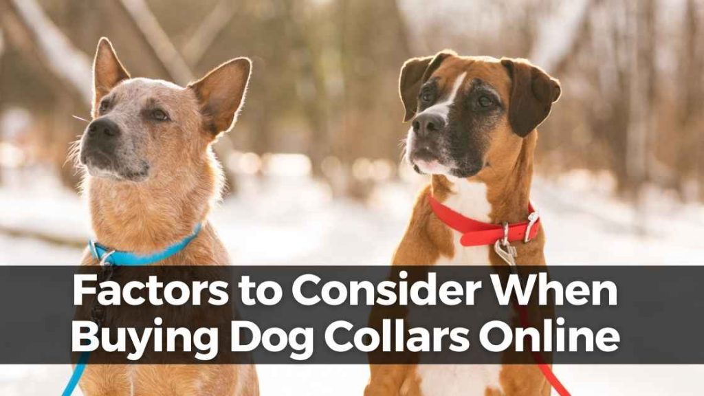 Buying Dog Collars Online​