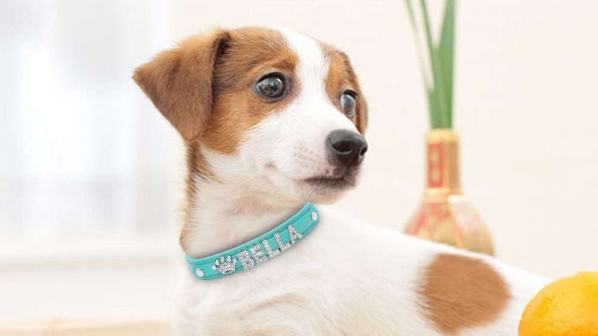 Personalised Dog Collars Uk