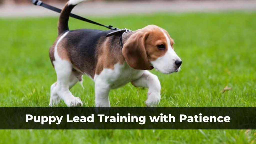 How to get a puppy outlet to walk on a lead