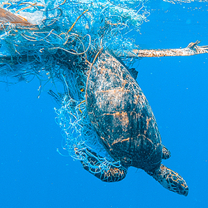 To protect turtles