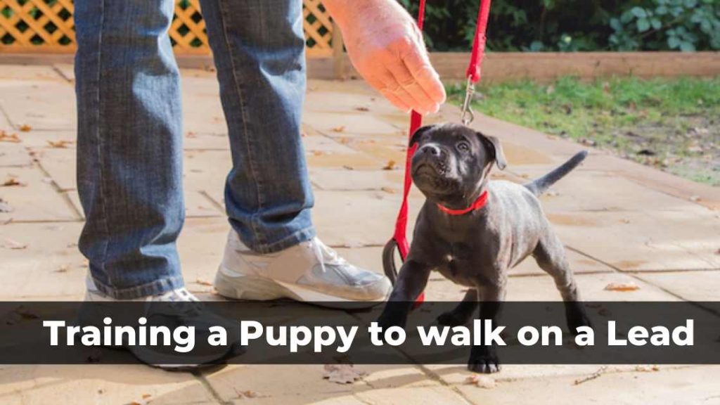 How to train a puppy outlet to walk on a leash