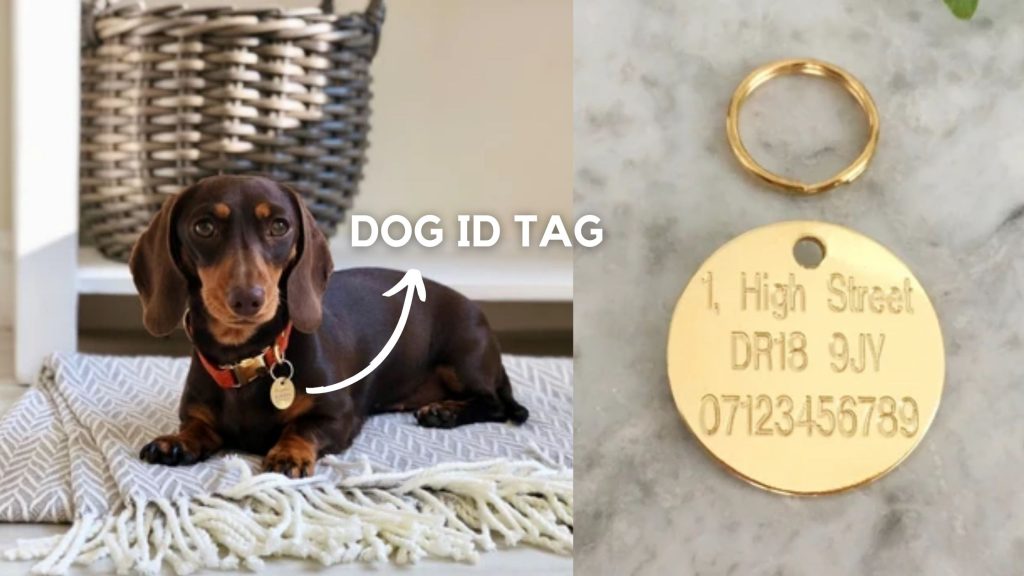 what to put on dog tag